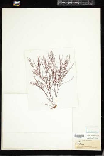 Gelidium
