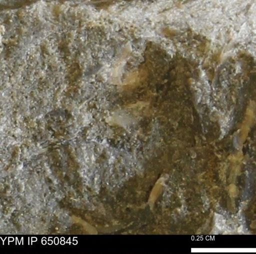 undet. Bivalvia