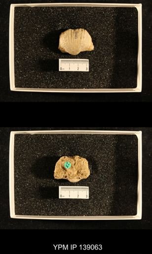 Productus (Dictyoclostus) indicus