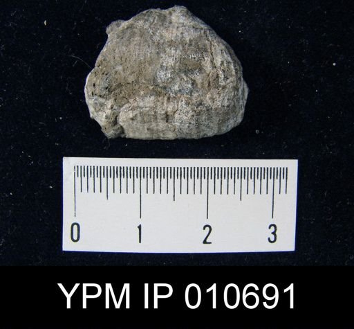Productus cf. leei