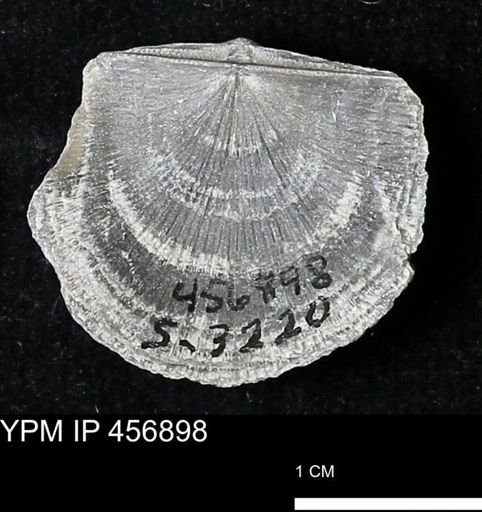 Stropheodonta sp.