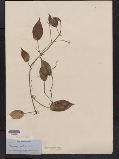 Peperomia producta