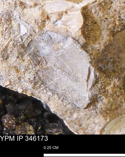 undet. Mollusca