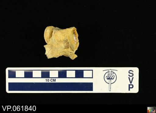 undet. Mosasauridae