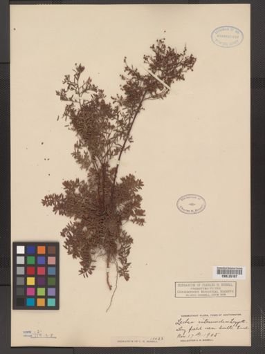 Lechea intermedia