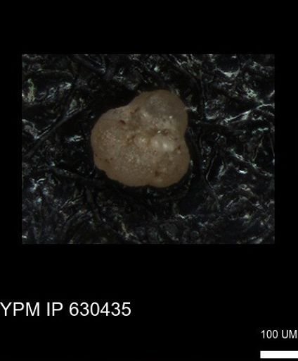 undet. Foraminiferida
