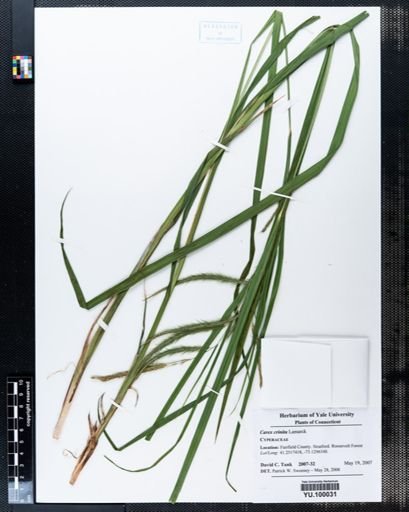 Carex crinita