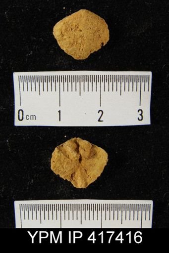 Lissopleura sp.