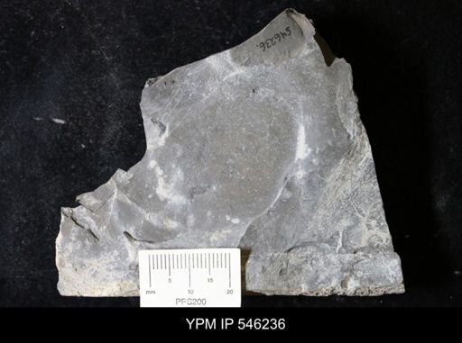 undet. Eurypterida