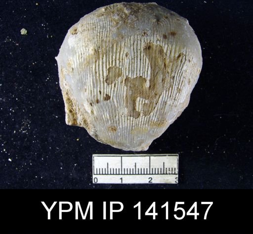 Productus (Linoproductus) lineatus