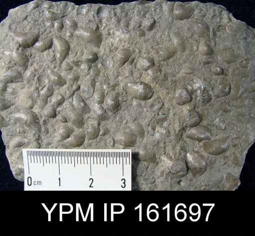 Plectambonites glabra