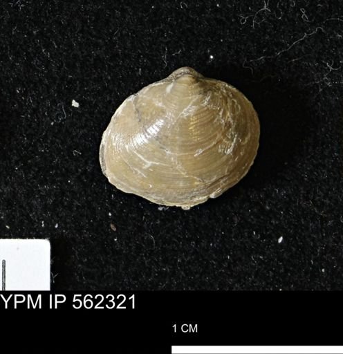 Limopsis striatopunctatus