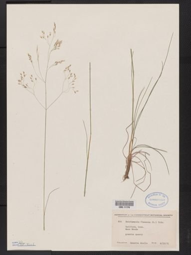 Deschampsia flexuosa