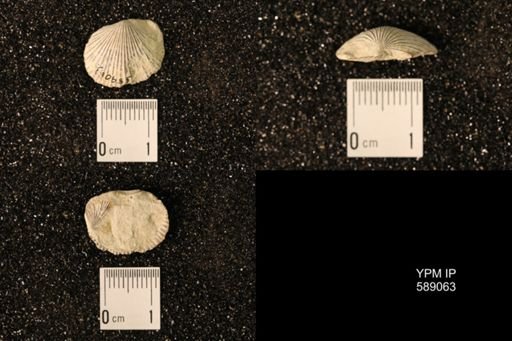 Dinorthis subquadrata