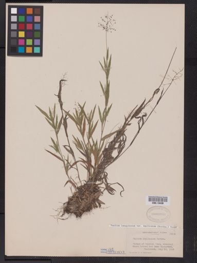 Panicum lanuginosum