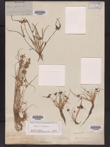 Cyperus fuscus