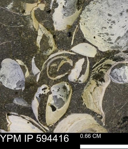 Protocardia sp.