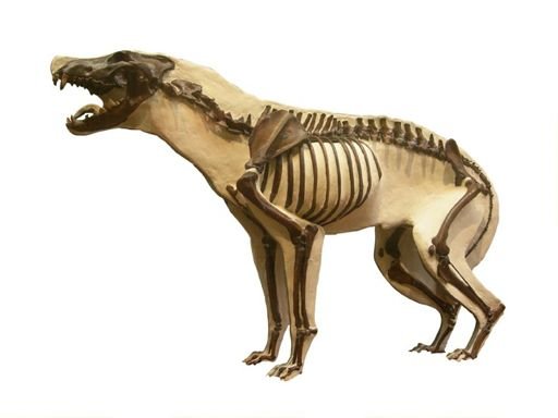 Canis dirus