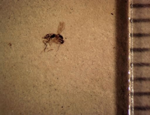 undet. Diptera