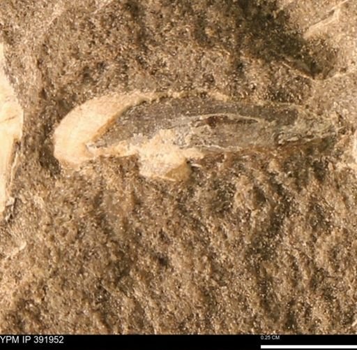 Protocardia sp.