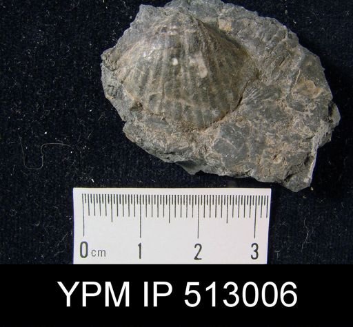 Spirifer sp.