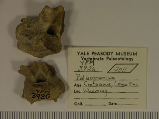 Palaeosaniwa sp.