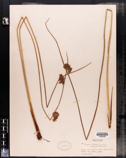 Juncus effusus