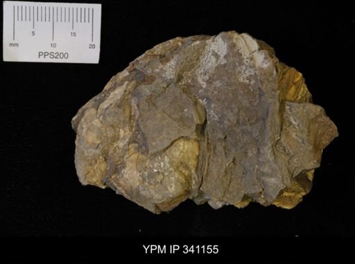 Scaphites sp.