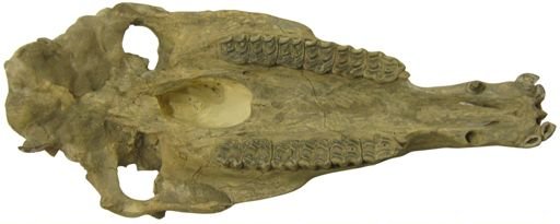 Equus shoshonensis