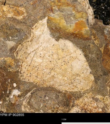 Baculites sp.