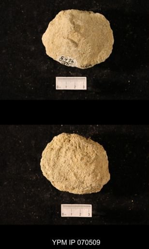 Favosites louisvillensis