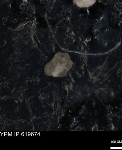 undet. Foraminiferida