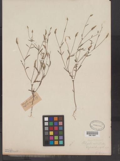 Polygala verticillata
