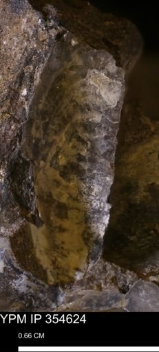 Pseudoptera subtortuosa