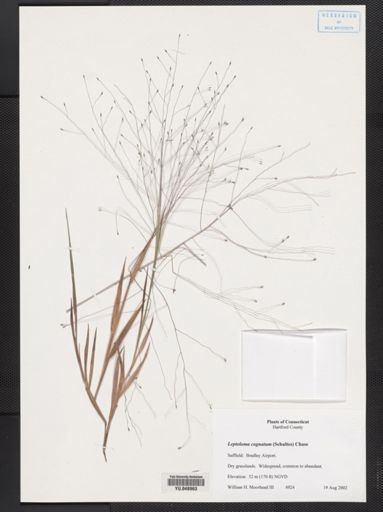 Digitaria cognata