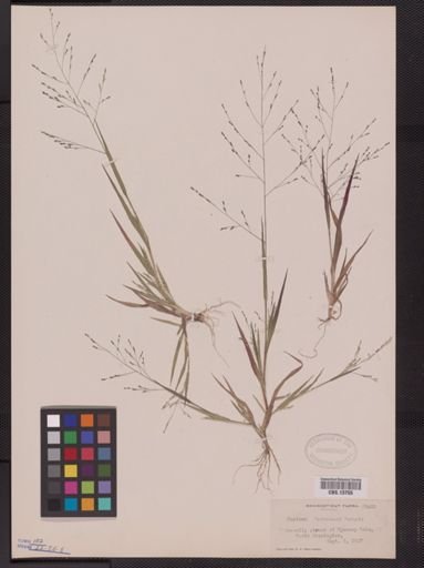 Panicum tuckermani