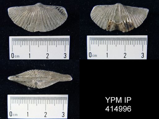 Mucrospirifer sp.