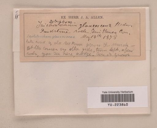 Saelania glaucescens