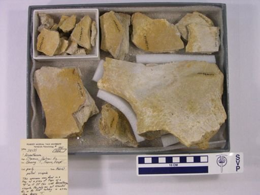 Arsinoitherium sp.