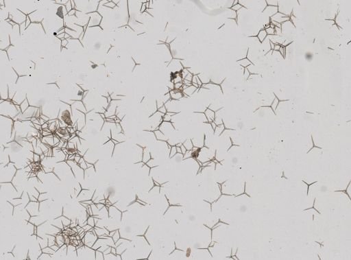 Clathrina coriacea