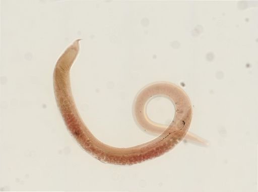 Rhabdias ranae