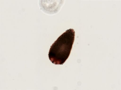Digenea