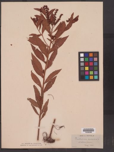Penthorum sedoides