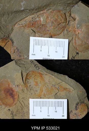 undet. Xiphosurida