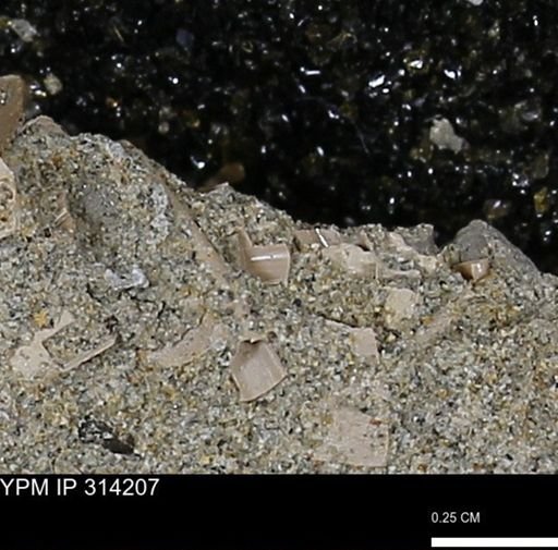 undet. Scaphopoda