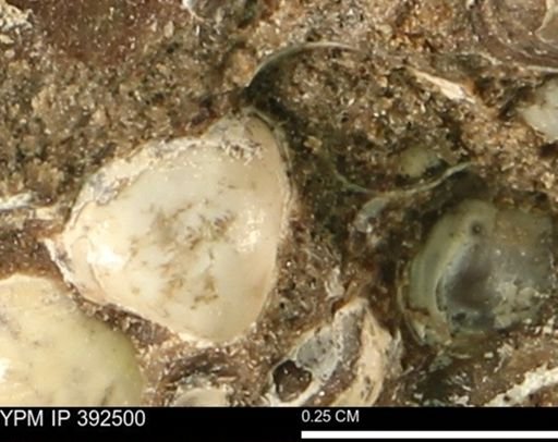 Protocardia subquadrata