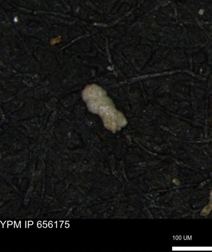 Verneuilina canadensis