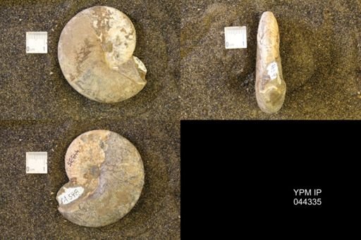 Hoploscaphites comprimus