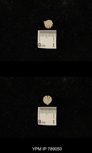 undet. Brachiopoda