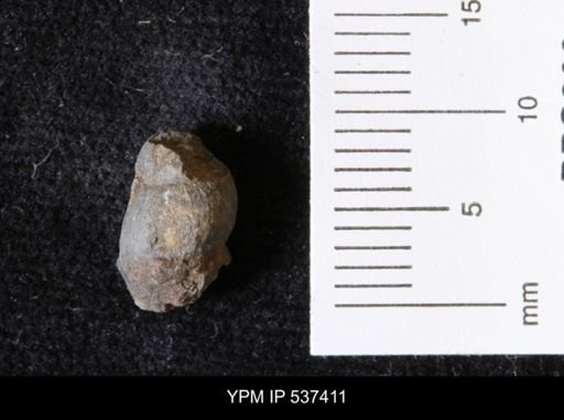 Goniobasis ortmanni